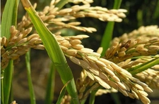 Çeltik Pirinç Türleri ve Özellikleri